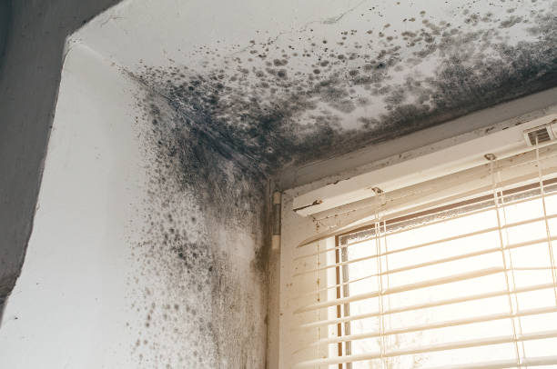 Affordable Mold Removal solutions in Danvers, IL