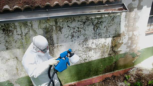 Top rated local Mold Removal specialists in Danvers, IL